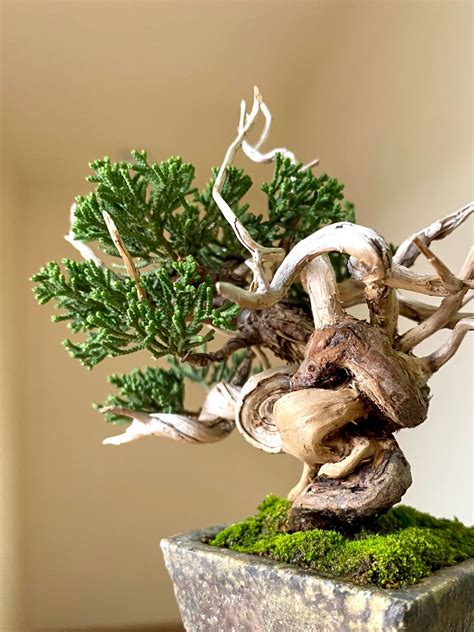 真柏文人樹型|丹尼BONSAI DANY (@danylu0104) • Instagram photos and videos